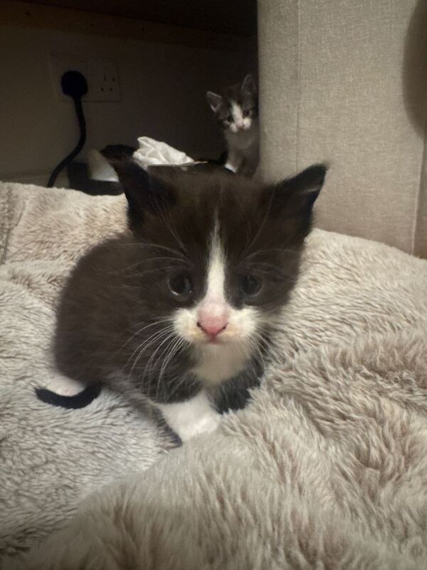 Maine Coon kittens for sale in Rochester, Kent – 4 weeks old - Image 3 of 5