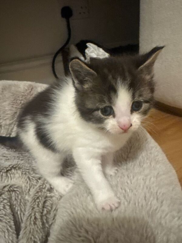 Maine Coon kittens for sale in Rochester, Kent – 4 weeks old - Image 4 of 5