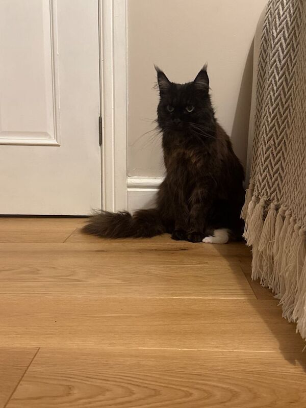 Maine Coon kittens for sale in Rochester, Kent – 4 weeks old - Image 5 of 5