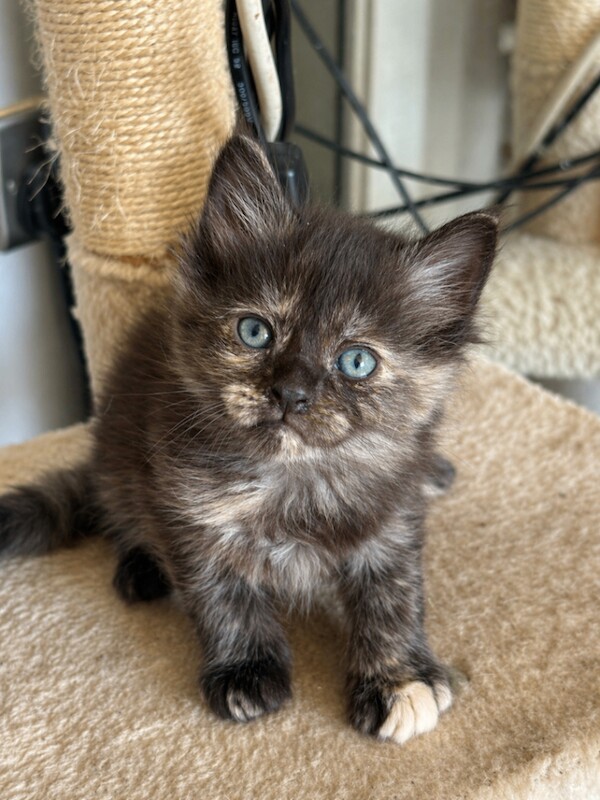 Maincoon kittens - Image 2 of 4