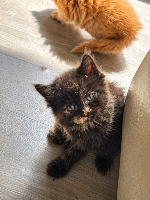 Maincoon kittens - Image 3 of 4