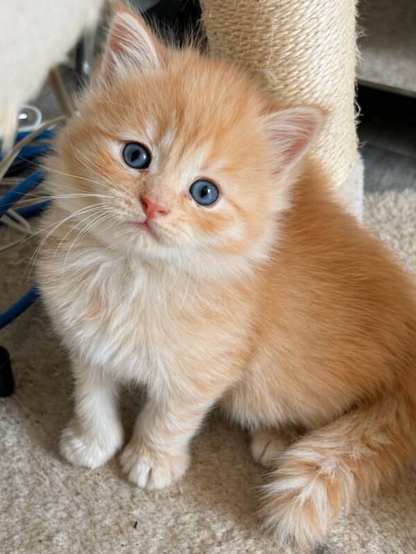 Maincoon kittens - Image 4 of 4