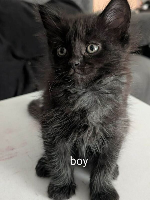 Maincoon kittens