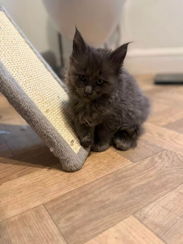 Maincoon kittens