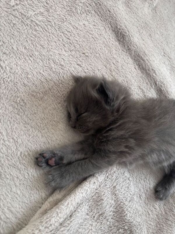 Maincoon x