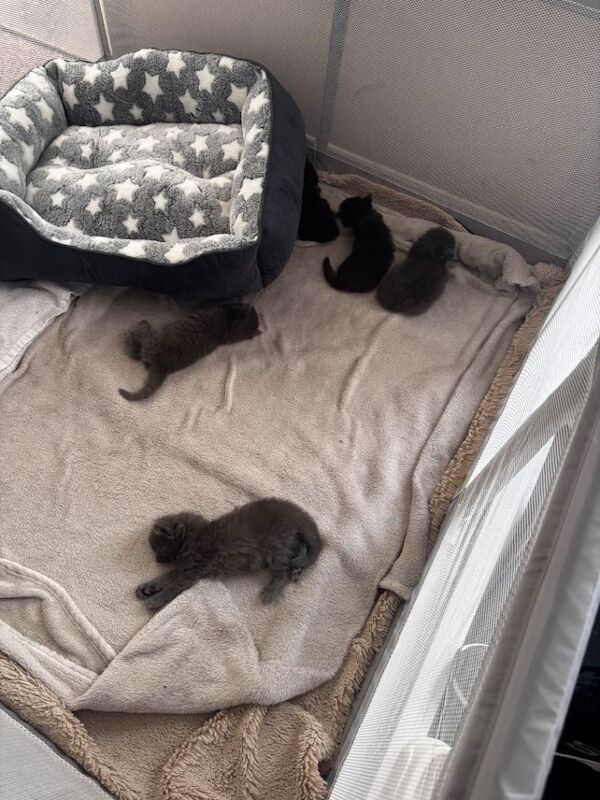 Maincoon x - Image 2 of 5