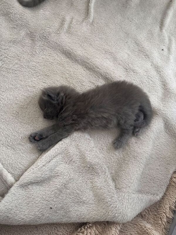 Maincoon x - Image 3 of 5