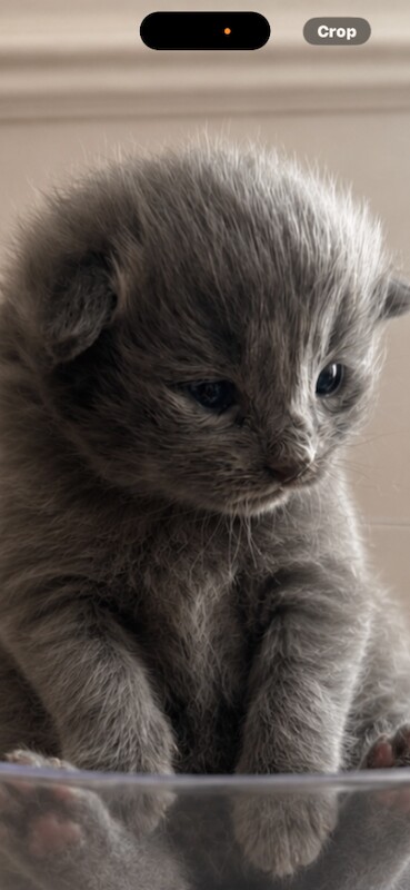 Maincoon x - Image 4 of 5