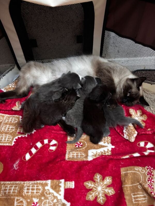 Maincoon x - Image 5 of 5