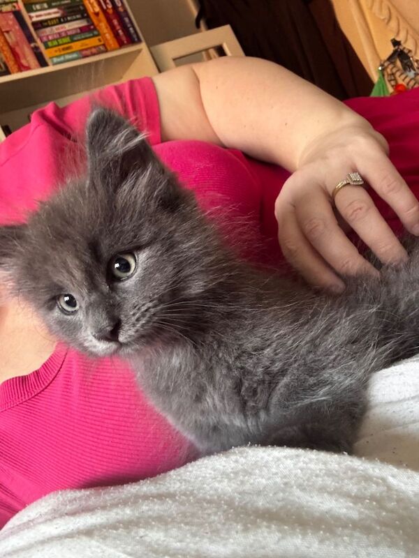 Maincoon x