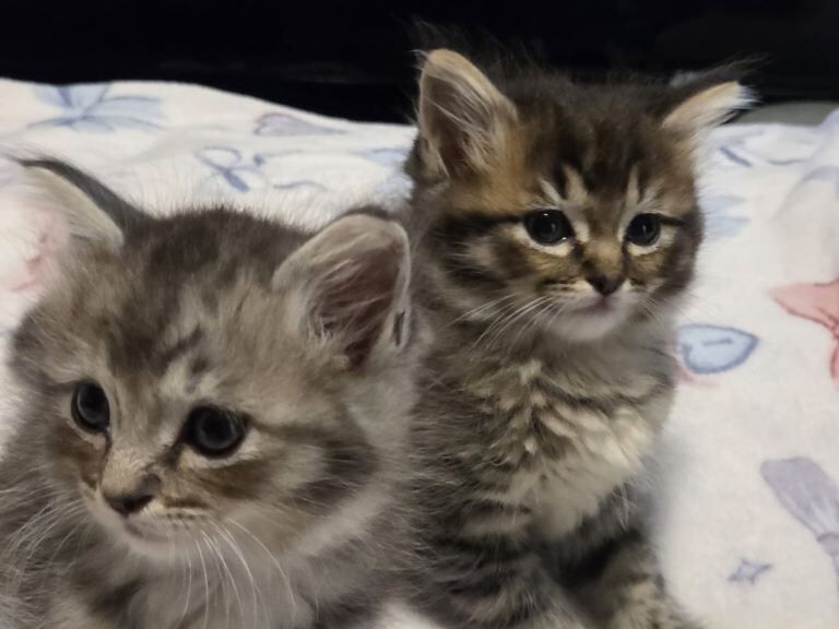 Maincoon x ragdoll - Image 2 of 3