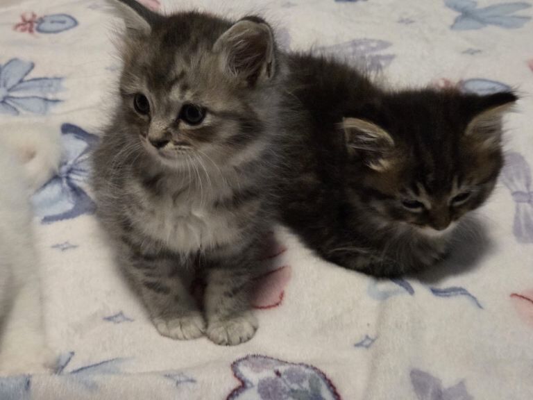 Maincoon x ragdoll - Image 3 of 3