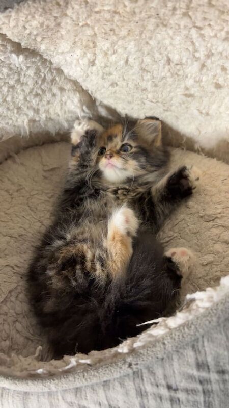 Maine Coon kittens for sale in Dagenham, Greater London – 9 weeks old - Image 2 of 6
