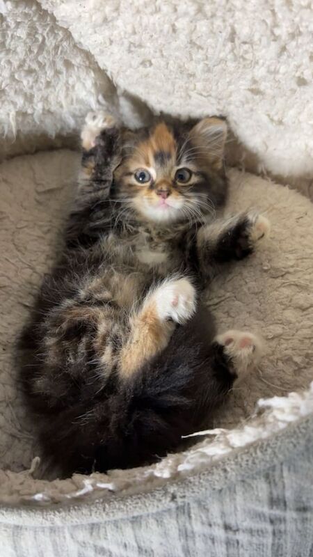 Maine Coon kittens for sale in Dagenham, Greater London – 9 weeks old - Image 5 of 6