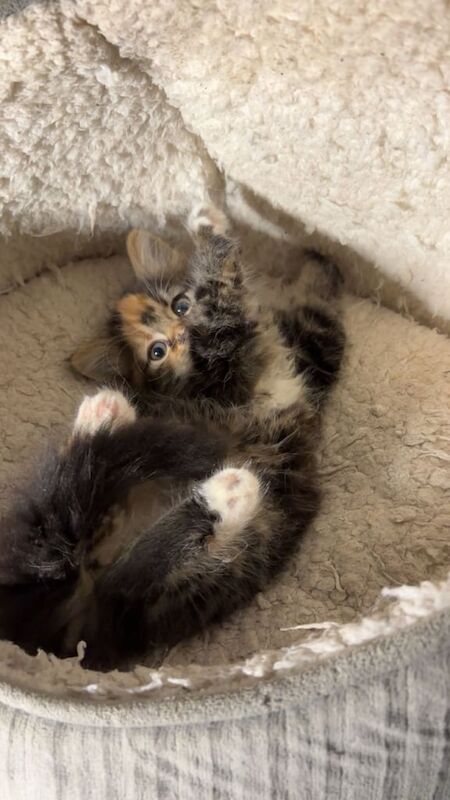 Maine Coon kittens for sale in Dagenham, Greater London – 9 weeks old - Image 6 of 6