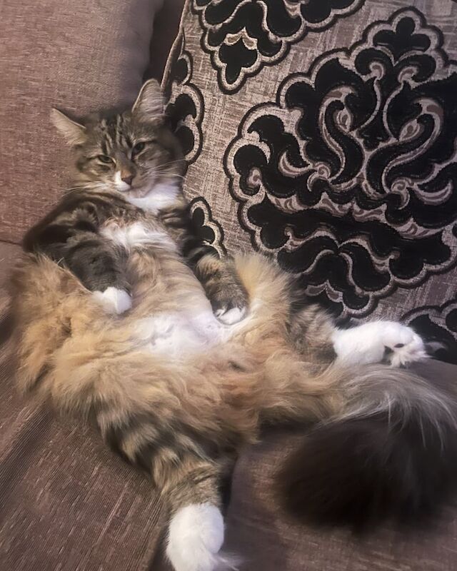 Maine Coon kittens for sale in Plymouth, Devon – 1 year old