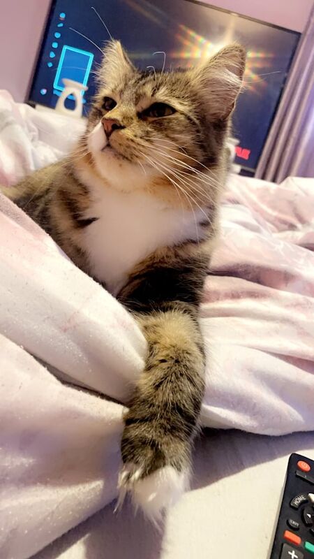 Maine Coon kittens for sale in Plymouth, Devon – 1 year old - Image 3 of 3