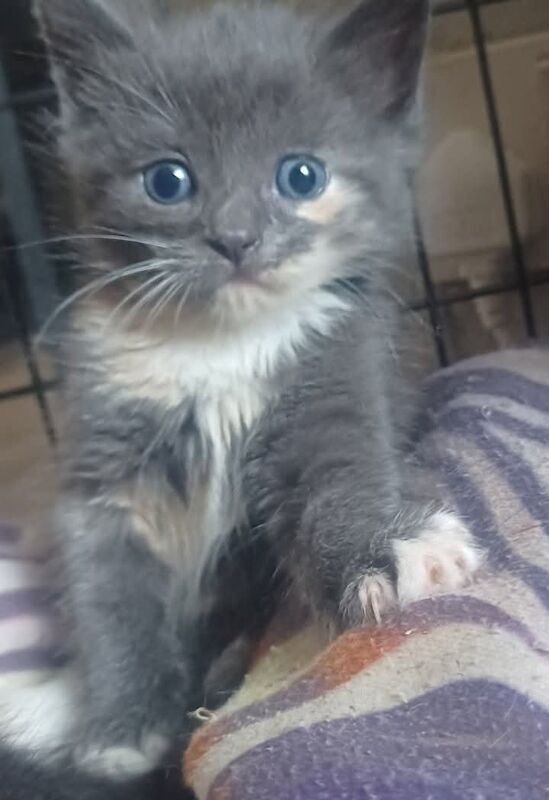 Maine Coon Kittens For Sale