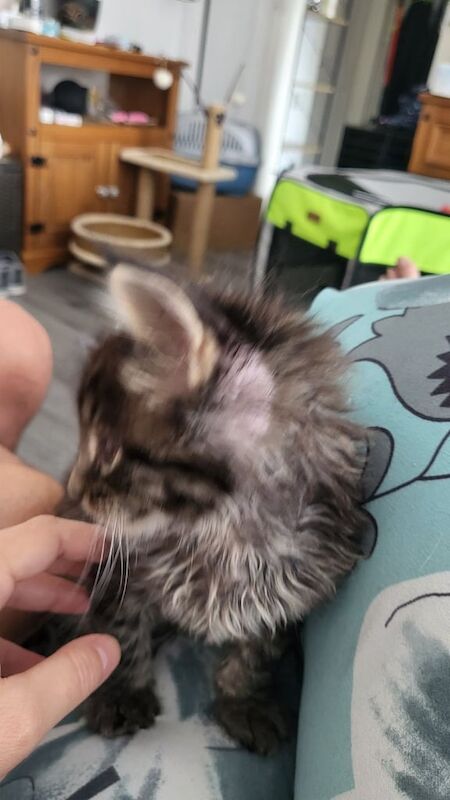 Maine Coon kittens for sale in Pontypool / Pont-y-pŵl, Gwent – 7 weeks old