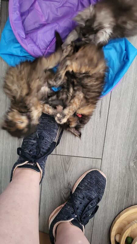 Maine Coon kittens for sale in Pontypool / Pont-y-pŵl, Gwent – 7 weeks old - Image 3 of 3