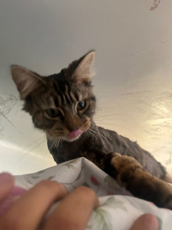 Maine Coon kittens for sale in Roundhay, West Yorkshire – 9 months old - Image 2 of 3