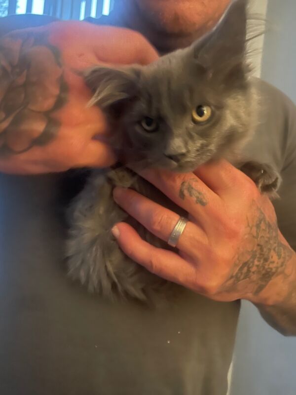 Maine coin kitten for sale 16 weeks old &pound;850 - Image 2 of 4