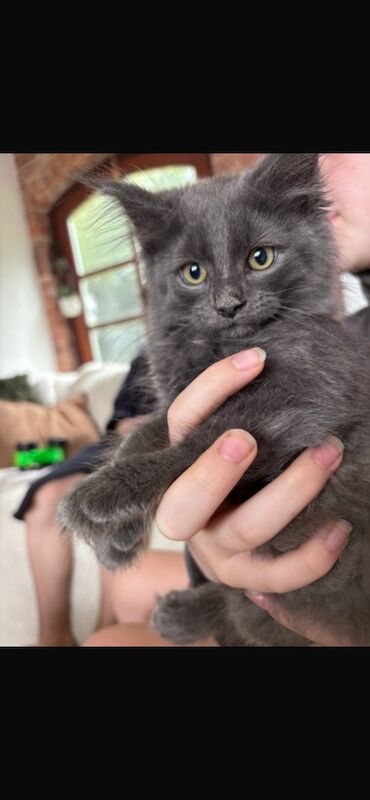 Maine coin kitten for sale 16 weeks old &pound;850 - Image 3 of 4
