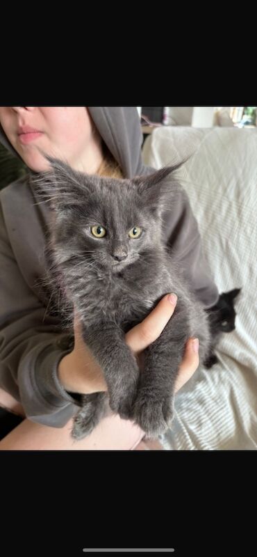 Maine coin kitten for sale 16 weeks old &pound;850 - Image 4 of 4