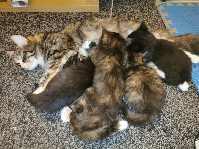 Maine Coon for sale in Blackley, Greater Manchester
