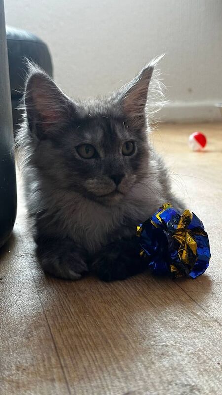 Maine coon for sale in Uphall, West Lothian