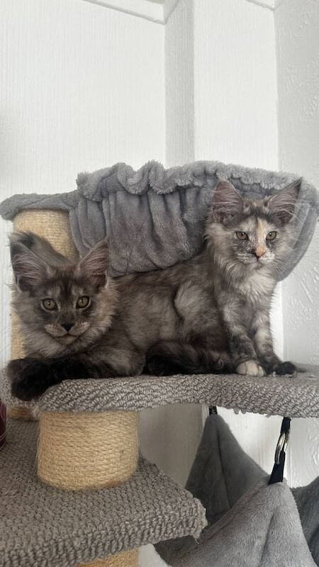 Maine Coon kittens for sale in Uphall, West Lothian – 10 months old - Image 2 of 3