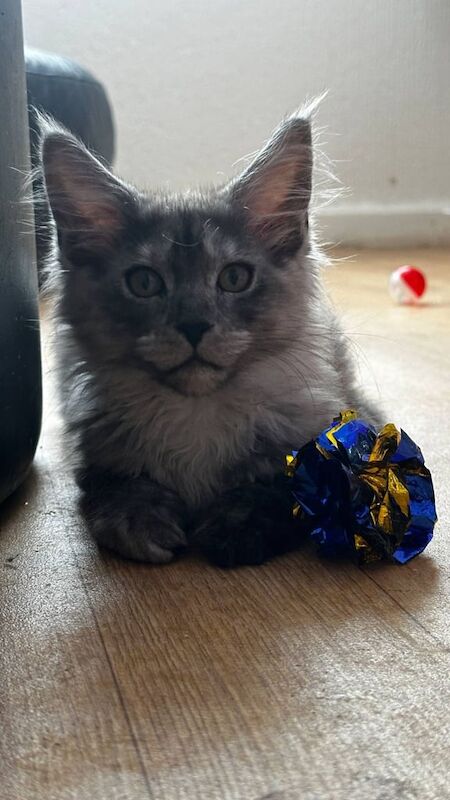 Maine Coon kittens for sale in Uphall, West Lothian – 10 months old - Image 3 of 3