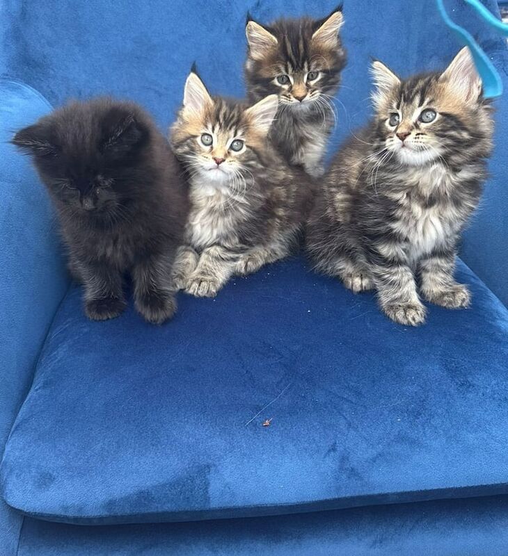 Maine Coon kittens for sale in Coalisland, County Tyrone – 7 weeks old