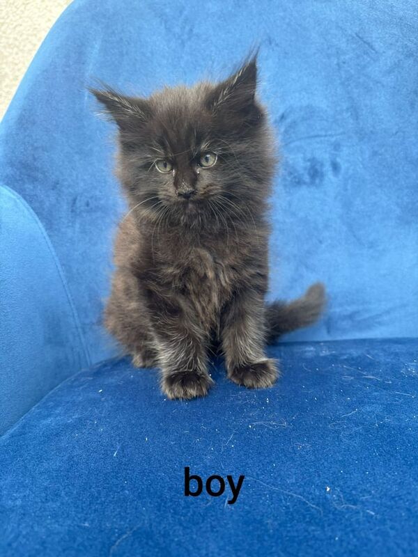 Maine Coon kittens for sale in Coalisland, County Tyrone – 7 weeks old - Image 2 of 3
