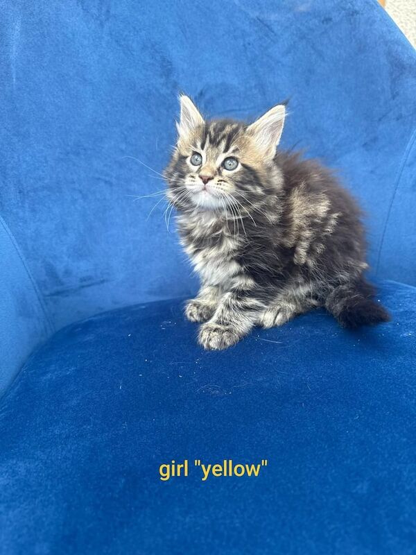 Maine Coon kittens for sale in Coalisland, County Tyrone – 7 weeks old - Image 3 of 3