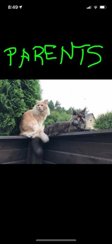 Maine Coon kittens for sale in Mitcham, Greater London – 4 years old