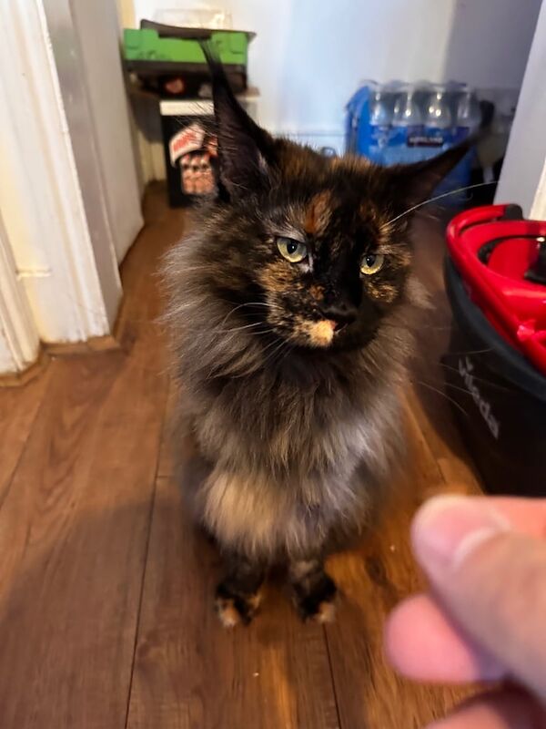 Maine coon - Image 2 of 3