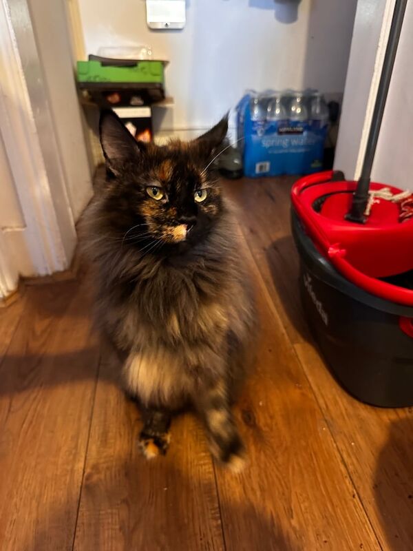 Maine coon - Image 3 of 3