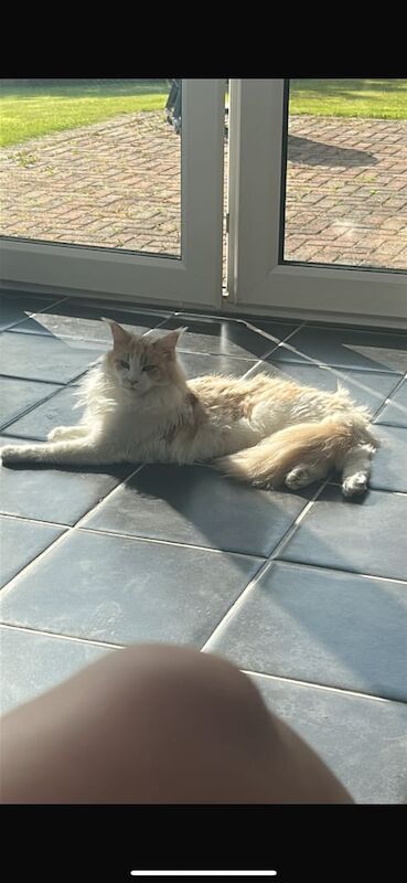 Maine Coon kittens for sale in Craigavon, County Armagh – 1 year old