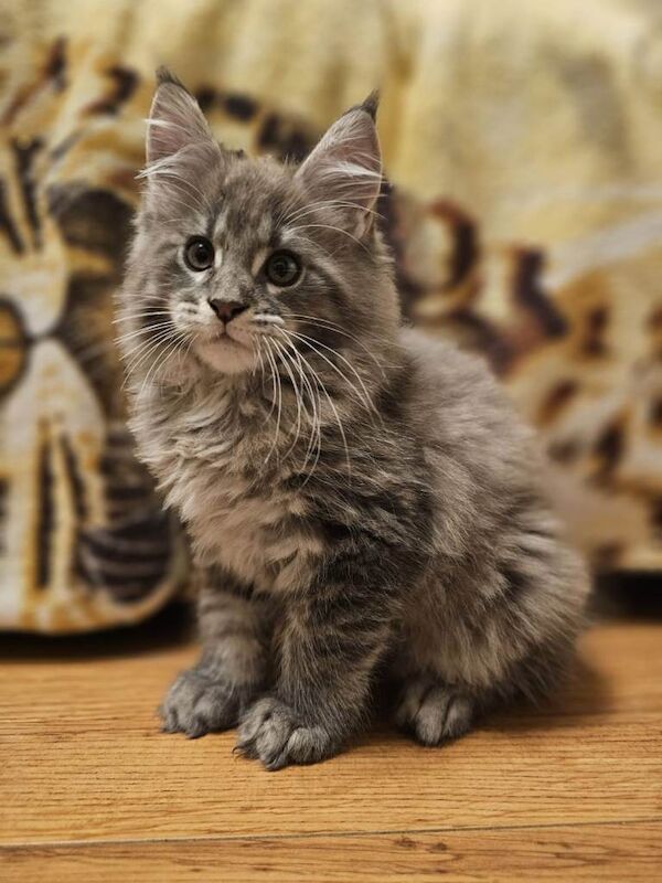 Maine Coon kittens for sale in Kilkeel, County Down – 11 weeks old