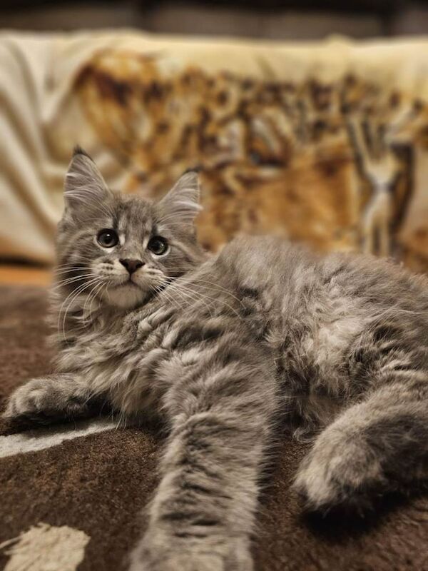 Maine Coon - Image 2 of 2