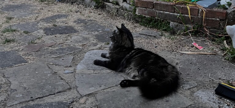 Maine Coon kittens for sale in Sydenham, Greater London – 2 years old