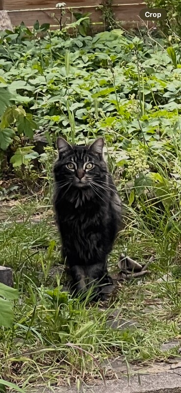 Maine Coon kittens for sale in Sydenham, Greater London – 2 years old - Image 2 of 5