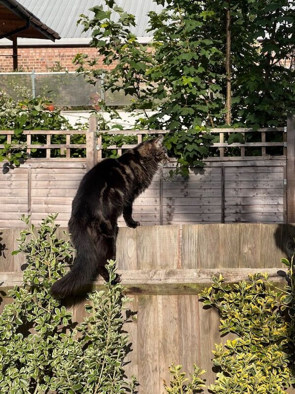 Maine Coon kittens for sale in Sydenham, Greater London – 2 years old - Image 3 of 5