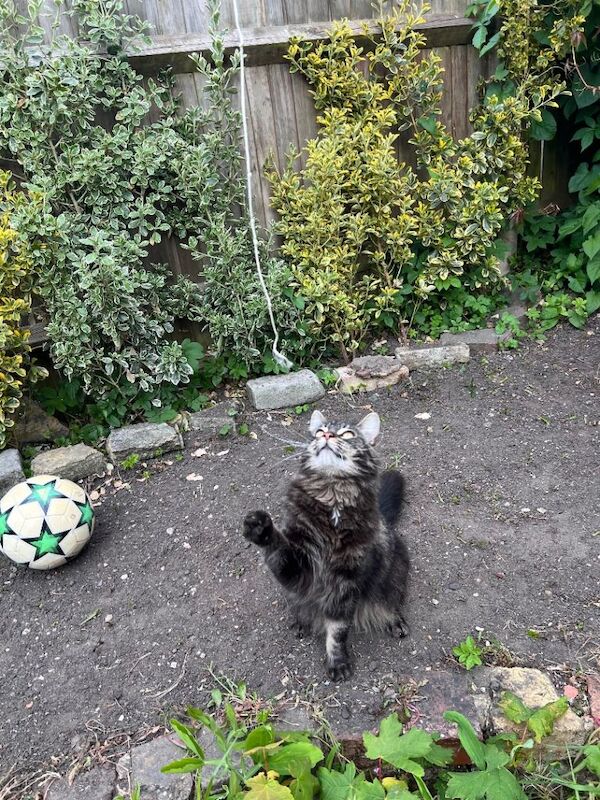 Maine Coon kittens for sale in Sydenham, Greater London – 2 years old - Image 4 of 5