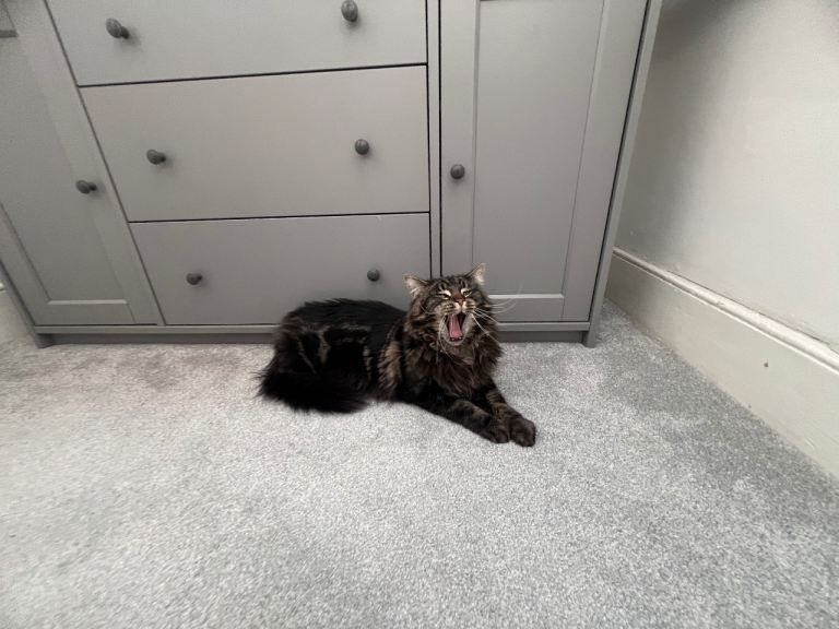 Maine Coon kittens for sale in Sydenham, Greater London – 2 years old - Image 5 of 5