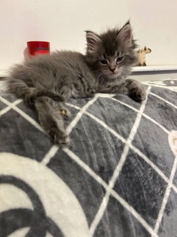 Maine Coon - Image 2 of 6