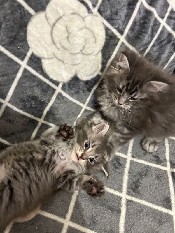 Maine Coon - Image 3 of 6