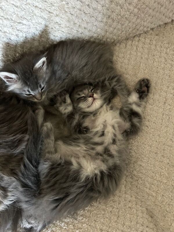 Maine Coon - Image 4 of 6