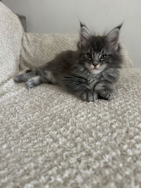 Maine Coon - Image 5 of 6